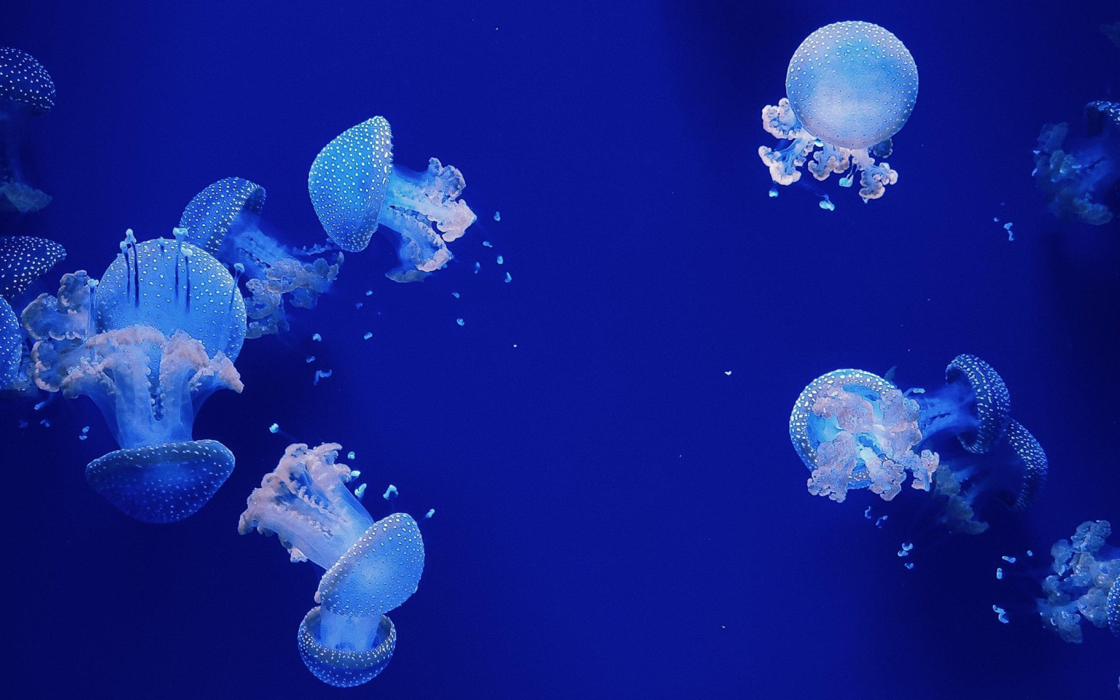 header5