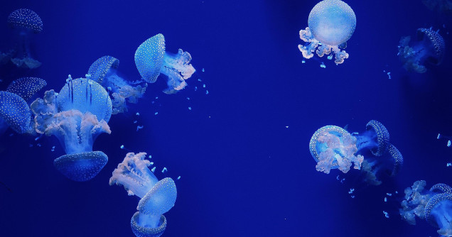 header5