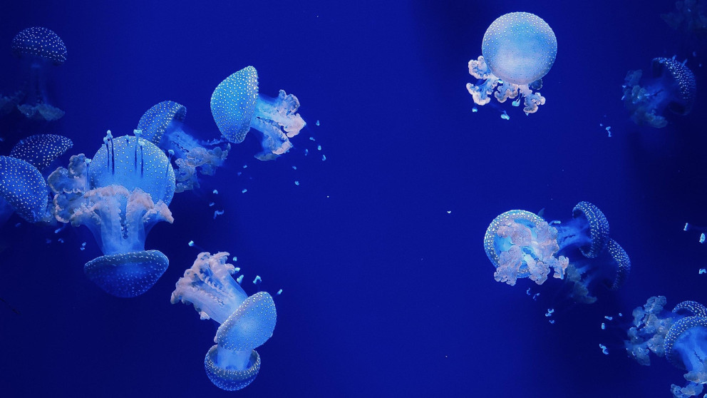 header5